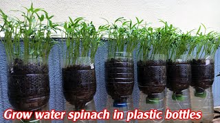 Grow water spinach in plastic bottles