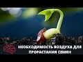 Семя  Необходимость воздуха для прорастания семян Опыт