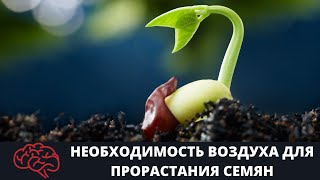 Семя  Необходимость воздуха для прорастания семян Опыт