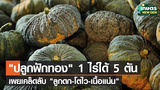 "ปลูกฟักทอง" 1 ไร่ ได้ผลผลิต 5 ตัน เกษตรกรเผยเคล็ดลับ "ลูกดก-โตไว-เนื้อแน่น" | เกษตรนิวเจน