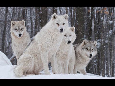Winter In The Alps Wildlife Nat Geo wild National Geographic Documentary 2020 HD 4k 8k in english