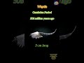 Waptia: A Cambrian Arthropod