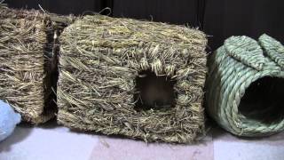 ハウスをかじるうさぎ(4)rabbit eating house(4)20130824