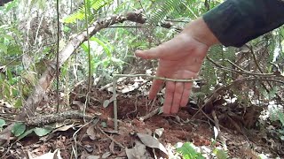 Como saber se a paca está  passando no carreiro (vareda) - Carreiro de paca