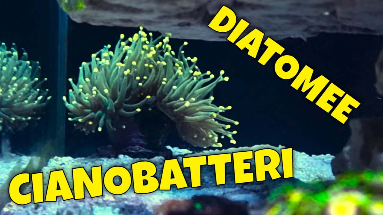 Maturazione Acquario Marino - Diatomee ed Inizio Cianobatteri ...