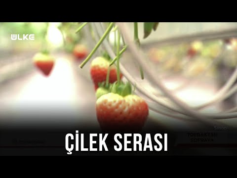 Sabrina Çileği Nasıl Yetiştiriliyor?🍓 