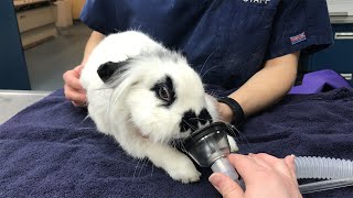 Danny the Rabbit Gets a Tooth Exam (Vet Series Part 1)