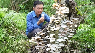 Find mushrooms to cook a lucky day met a lot. Robert | Green forest life