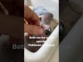 African Grey parrot babies | Skin color #shorts