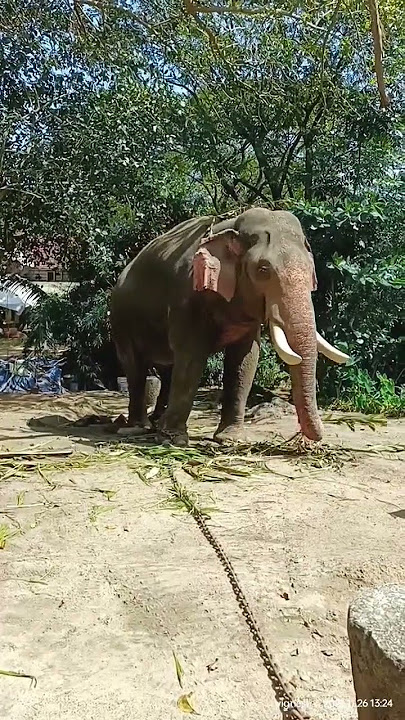 #Guruvayoor #top #elephant #Nandan #musth #elephantattack mode #aggressive #petlover  #kerala