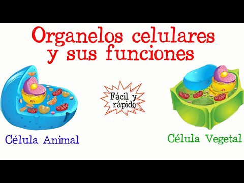 Video: ¿Cuáles son las características de un orgánulo?