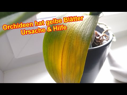 Orchideen hat gelbe Blätter - Ursache & Hilfe