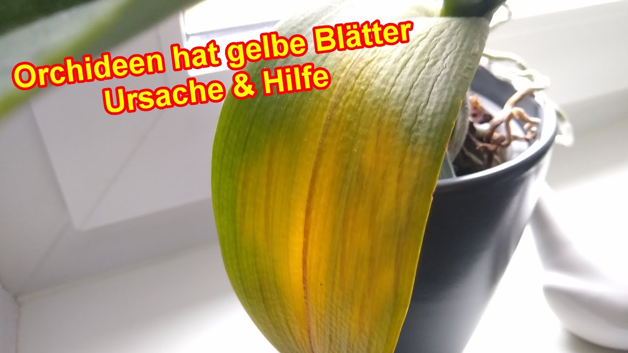 Orchideen hat gelbe Blätter Ursache & Hilfe YouTube
