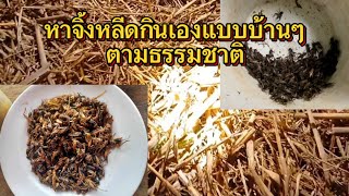 วิถีชาวบ้าน หาจิ้งหรีดในนาหลังเกียวข้าวตอนกลางคืนดีวันที่2 หาทุกวันครับ