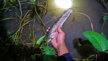 Cắm câu cá Lóc nước lũ , đính gở giền luôn #đồngcárô