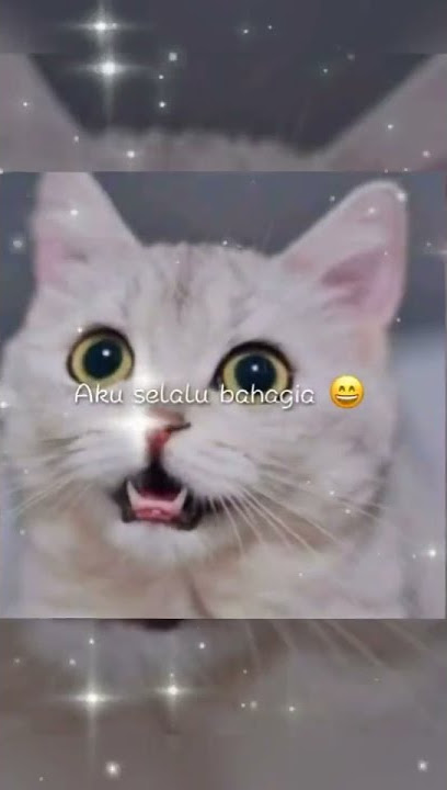 status wa lucu,kucing lucu