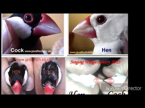 Difference Between Male And Female Java Finch