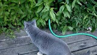 Mossy And The Garden Hose