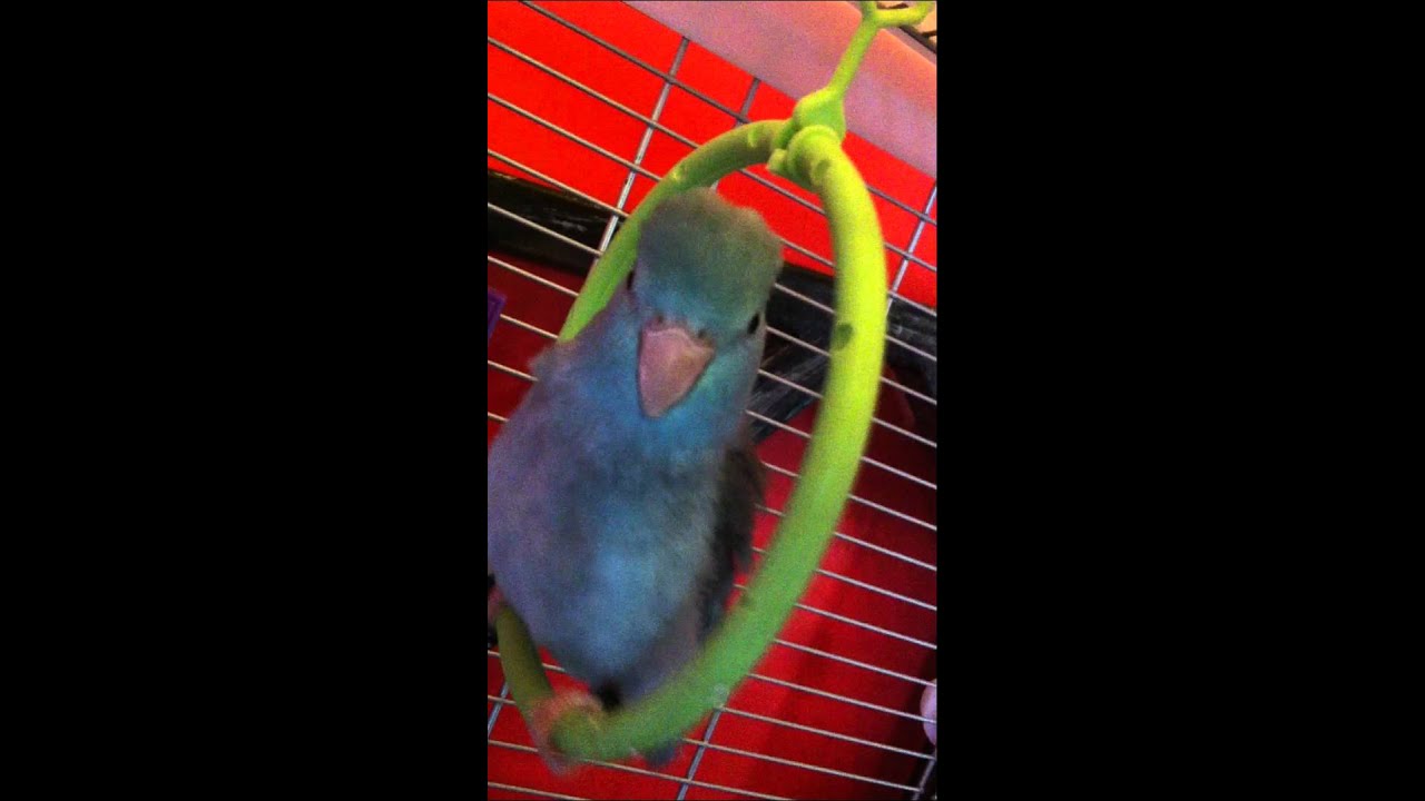 camera iphone 8 plus apk Sky the Parrotlet