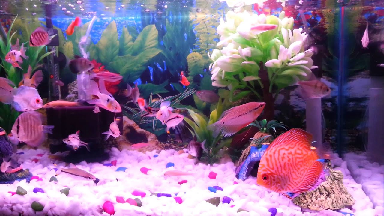 Beautiful fish tank. YouTube