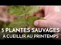 5 plantes sauvages  cueillir au printemps