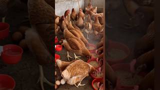 Smart feeding method for chicken farming| #shorts #farming #chicken