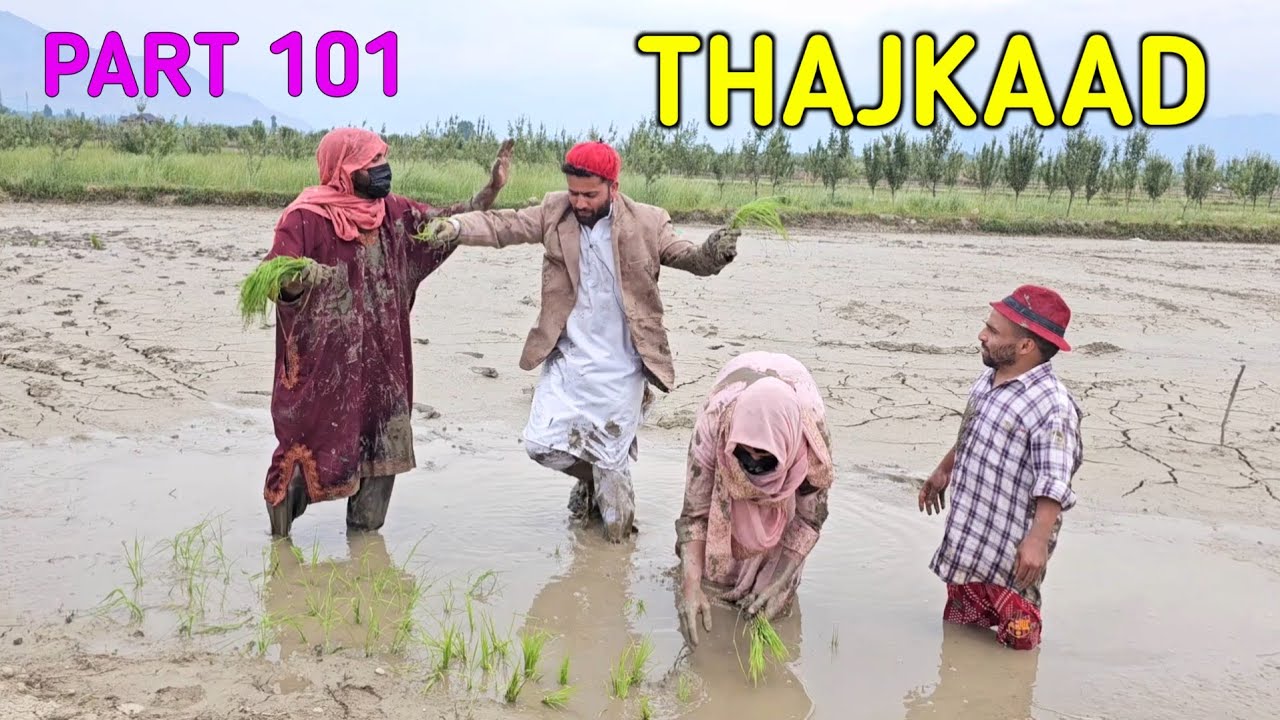 Thajkaad | Cxapal Family Kaer Thal | Part 101 | Kashmiri Drama