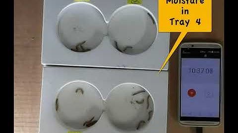 Mealworm Behavior Lab