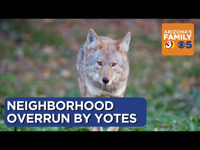 Phoenix neighborhood urges wildlife officials to remove pack of coyotes