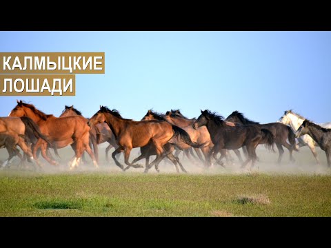 Видео: Калмыцкая порода лошадей гипоаллергенна, здорова и продолжительна