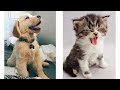 「絶対に笑う」あり得ないことをする犬★おもしろい犬のハプニング, 失敗画像集 #23