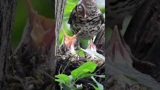 호랑지빠귀 / White&#39;s ground thrush