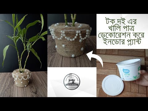 টক দই এর খালি পাত্র ডেকোরেশন করে ইনডোর প্ল্যান্ট