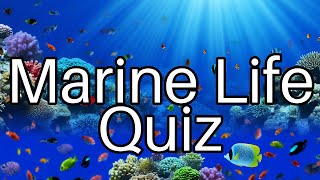 Test Your Knowledge! 🐬 Dive into Fun Marine Life Facts and Challenges!