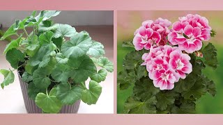 GERANIUM will quickly lay dozens of BUDS: I bring a "LONG-LASTING" infusion