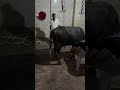 نحر شاهد قبل الذبح في المجزر اشرس عجول ممكن تشوفها في حياتك العجول بتبهدل السلخانه هروب اقوى عجل مجن