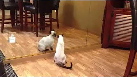 Watch the video about Siamese Kitten Fights with Own Reflection - 1512381