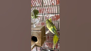 #سورة_الملك #قرآن #عبدالباسط_عبدالصمد #مصر #العراق #طيور #البادجي #quran #birds #budgies #lovebirds