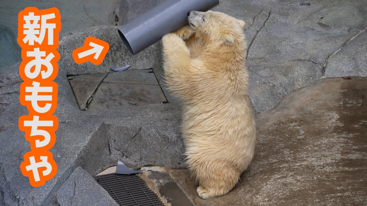 塩ビパイプと格闘するフブキ【生後９カ月】