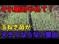 【たまねぎ苗】が大きくならない人がやっている間違った行動3選を紹介します。【家庭菜園】