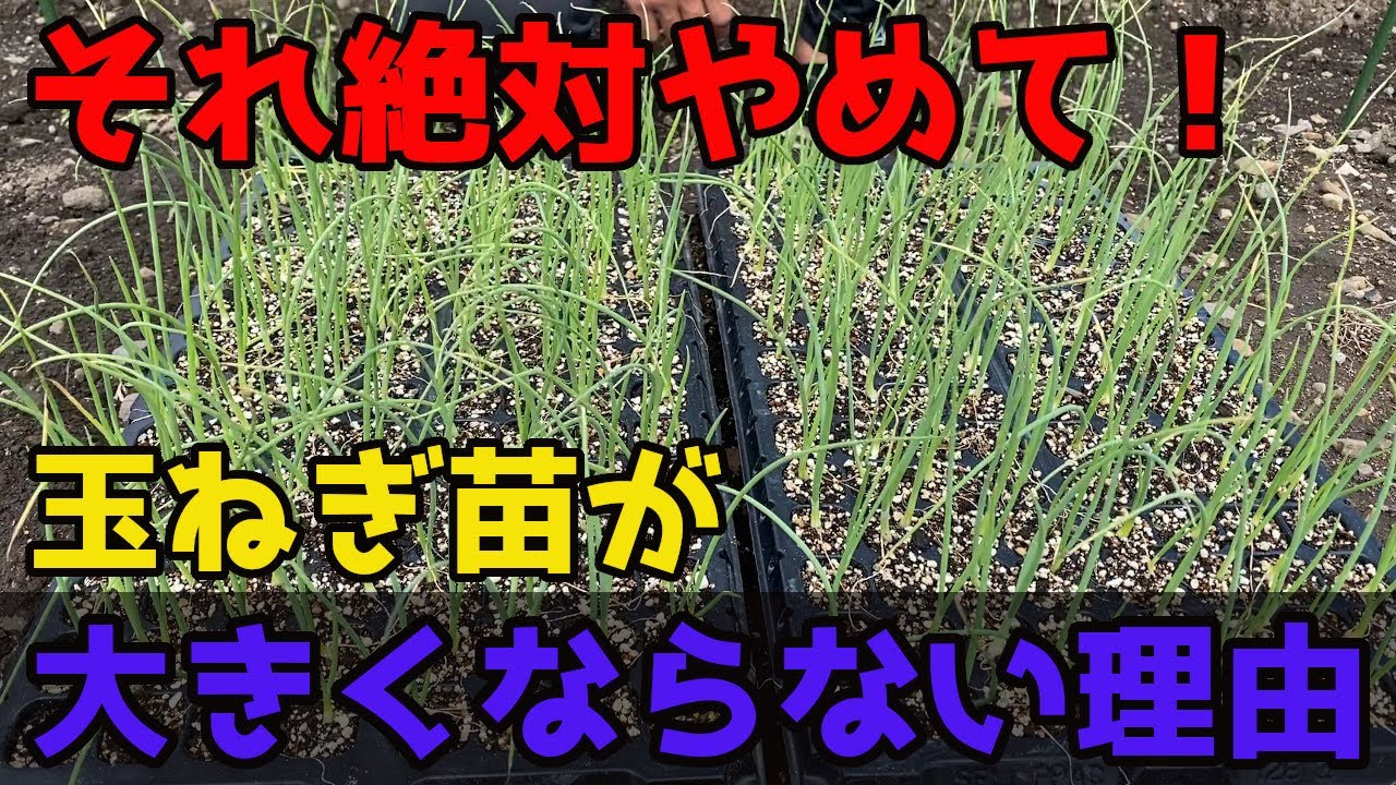 たまねぎ苗】が大きくならない人がやっている間違った行動3選を紹介し