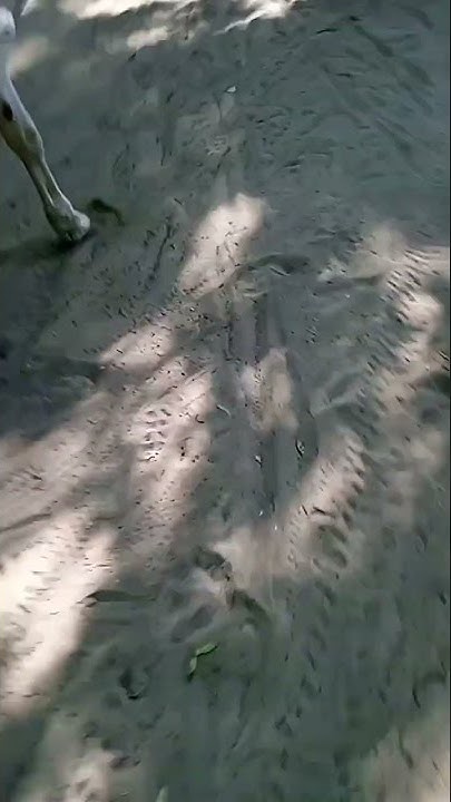Пустыня на Кумыске #лошади #horse #nature #лето #Кумысная_поляна # ...