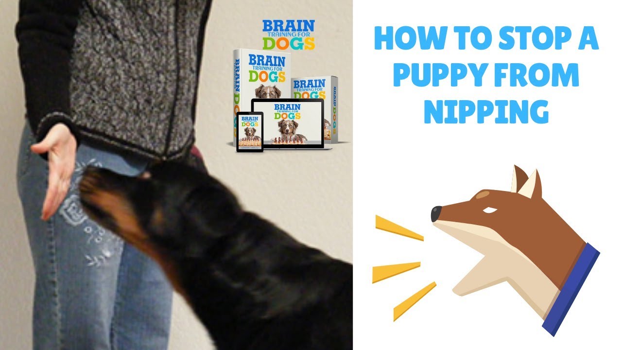 How to stop nipping in dogs