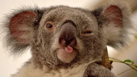 Koalas Unveiled: 10 Surprising Facts You Didn't Know About Australia's Cuddly Icons