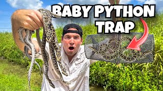 Catching Invasive Baby Pythons In Trap ! What Happens ?!