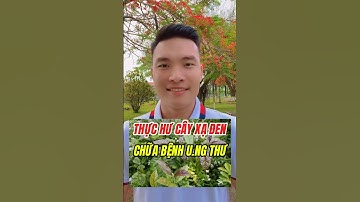 Cây xạ đen chữa ung thư? #songkhoe247 #suckhoe #lamdep #tranhungsuckhoe