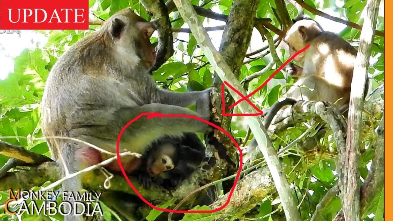 When Jane Give Birth What Will Happen to Janna? YouTube