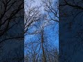 Forest Rejuvenation. A 360° Journey Through Trees, Sky and Ground ⭕️ #nature #naturesounds