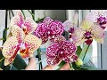 ЦВЕТЕНИЕ орхидей ЧАРМЕР, ДИКИЙ КОТ и КЛЕОПАТРА. Кто вам больше нравится?