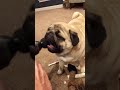 Is your pug this cute too? #usa #tiktok #fypシ #puppy #dog... #Shorts #yedda.catharine